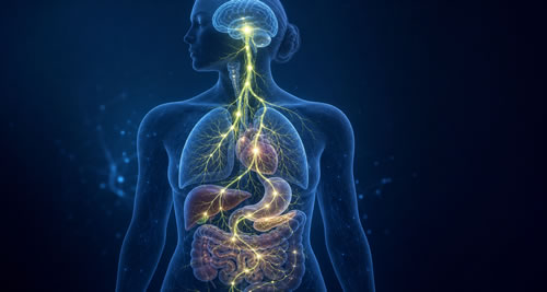 PHIX y modulación natural del nervio vago mediante lúpulo madurado