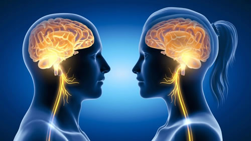 PHIX, cerebro, estrés, ansiedad y nervio vago